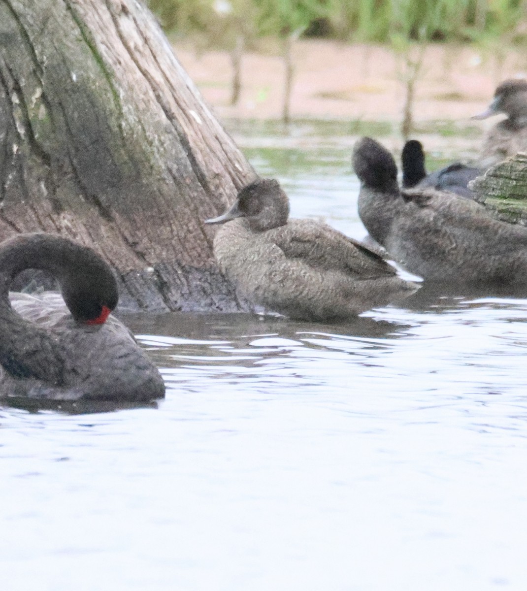 Крапчатая утка - ML647816846