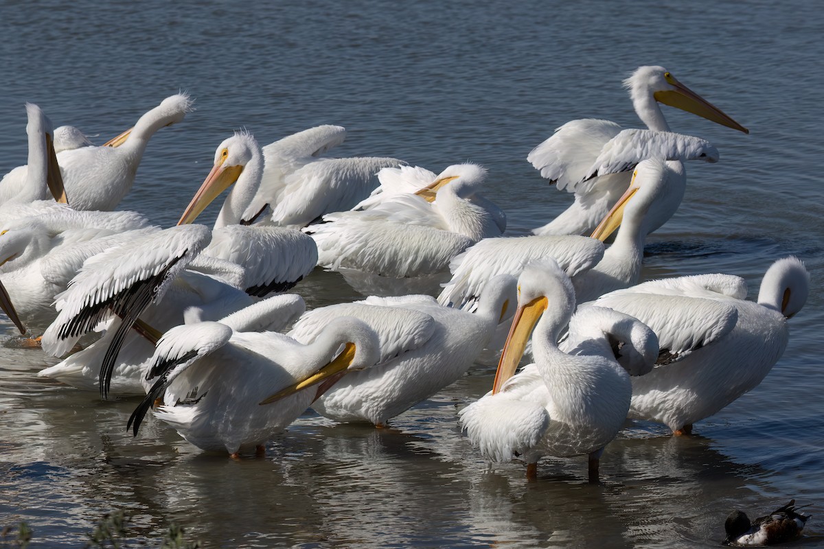 Пеликан-носорог - ML647816848