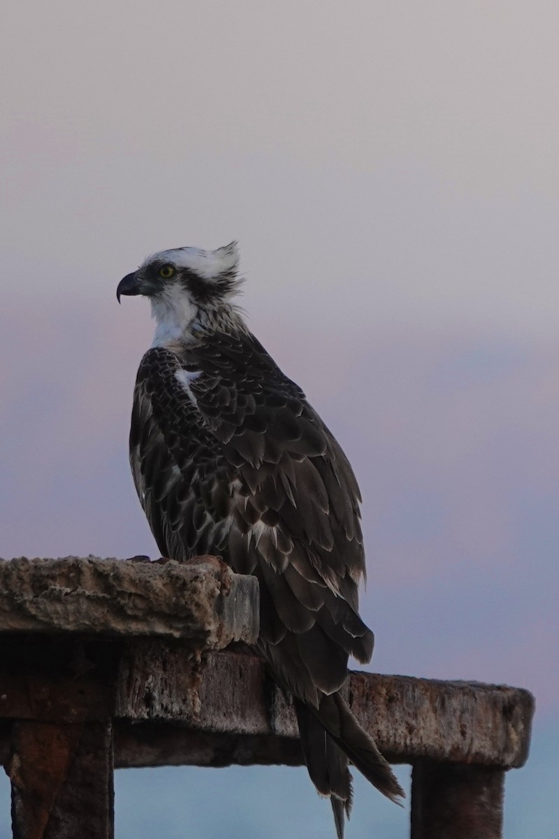 Скопа - ML647816849