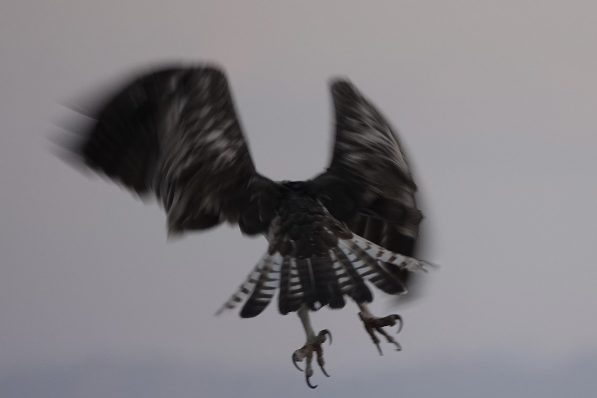 Скопа - ML647816850