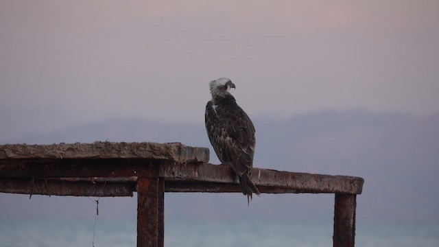 Скопа - ML647816851