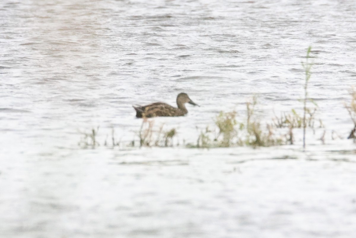 Australasian Shoveler - ML647816861