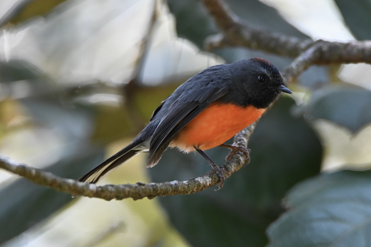 Slate-throated Redstart - ML647816868