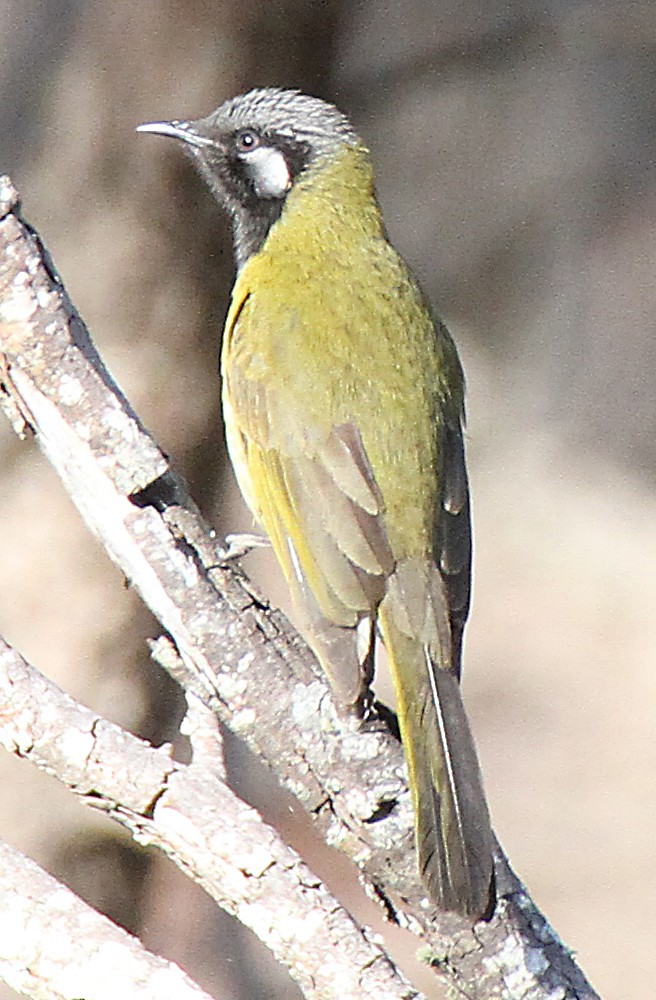 Белоухая медвянка - ML647816879