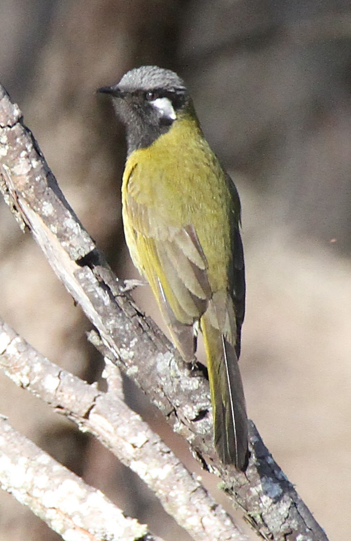 Белоухая медвянка - ML647816880