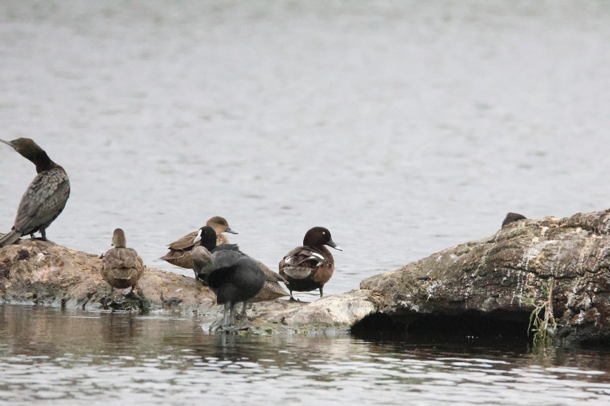 Hardhead - ML647816891