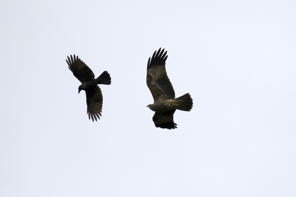 House Crow - ML647816901