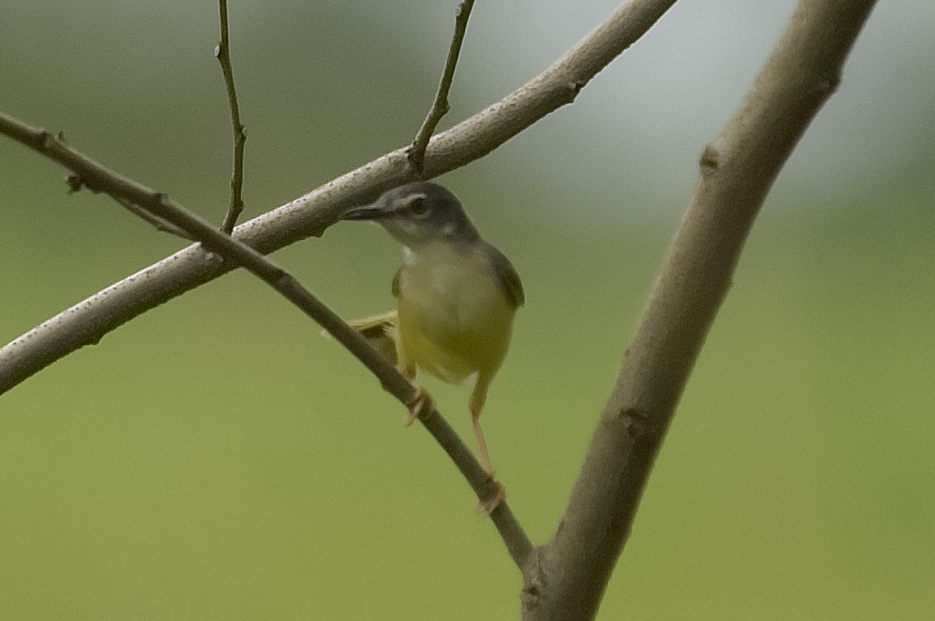 Yellow-bellied Prinia - ML647816910