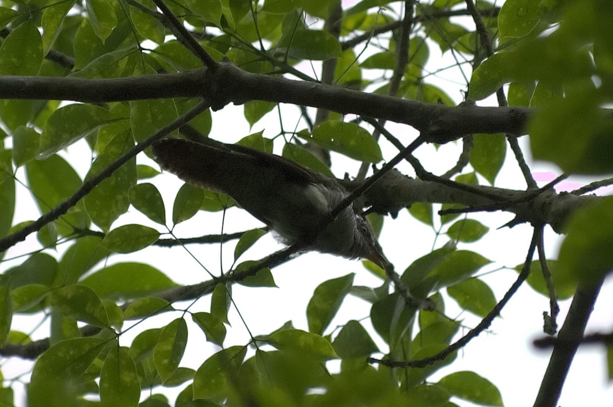 Banded Bay Cuckoo - ML647816924