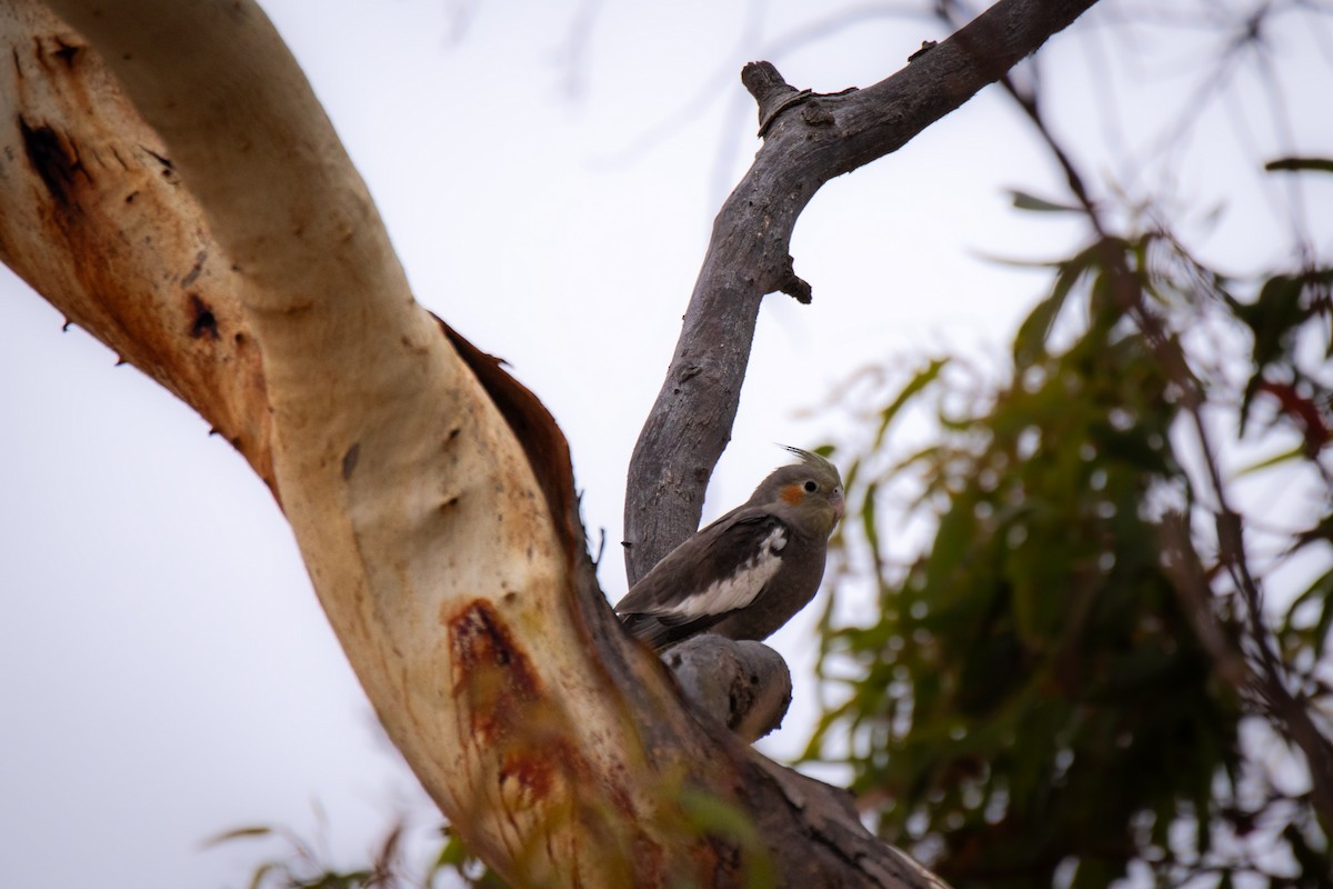 Cockatiel - ML647816926