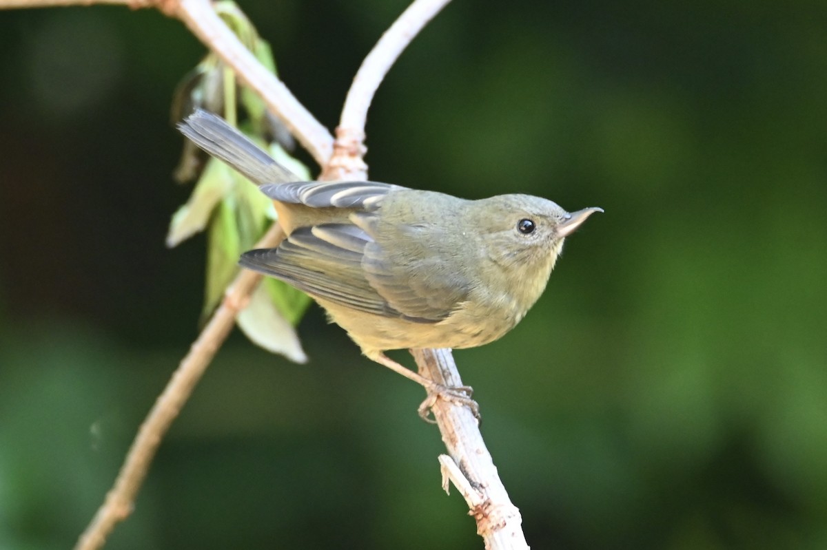 Cinnamon-bellied Flowerpiercer - ML647816931