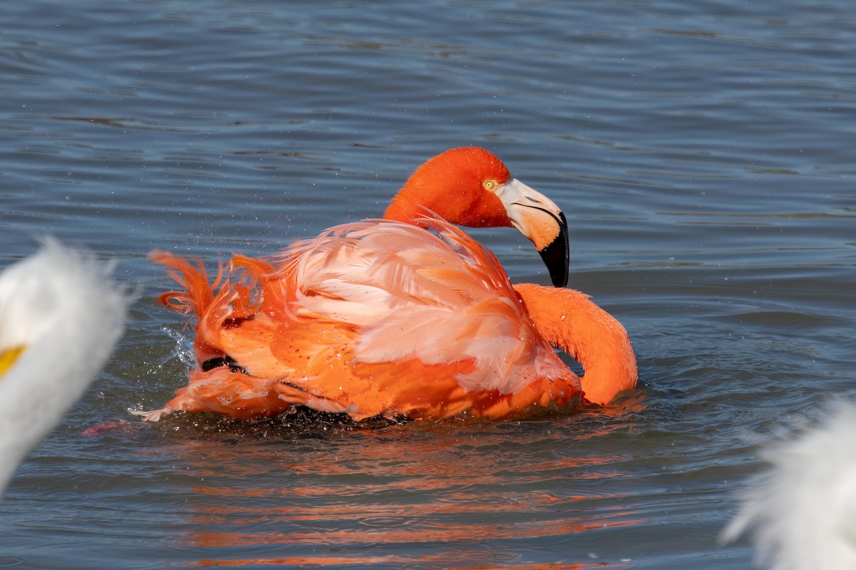 American Flamingo - ML647816942