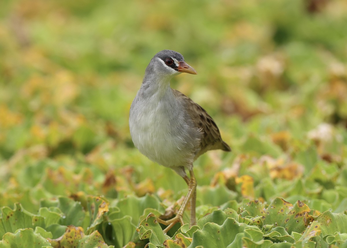 White-browed Crake - ML647816971