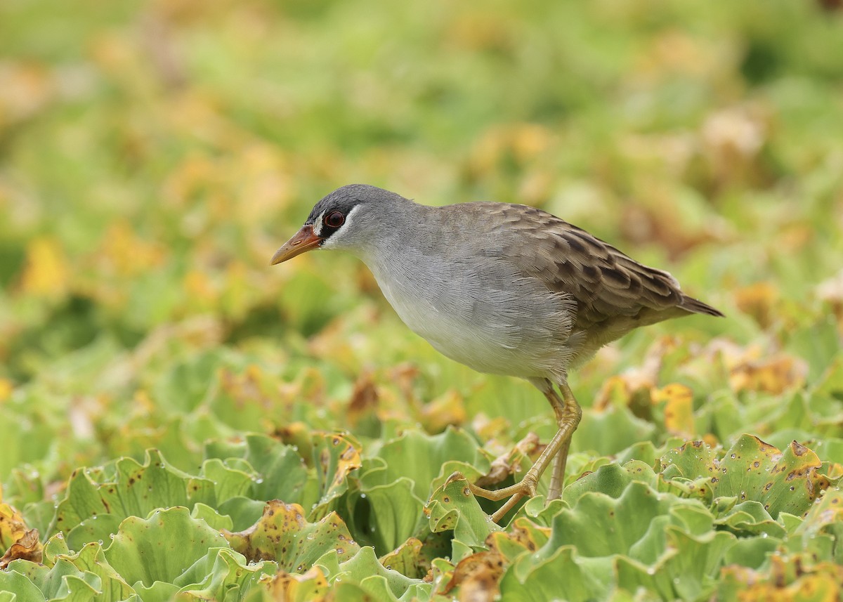 White-browed Crake - ML647816972