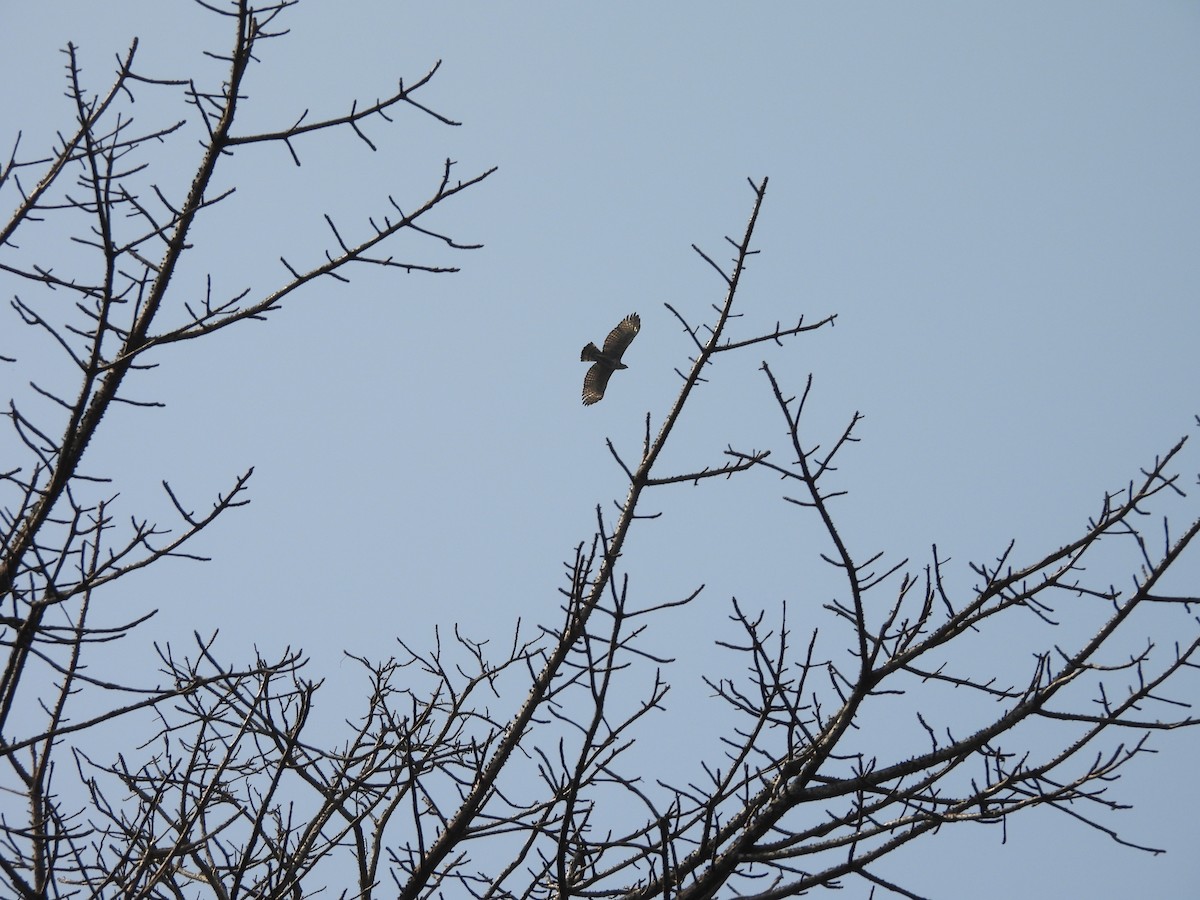 Aigle huppé - ML647816980