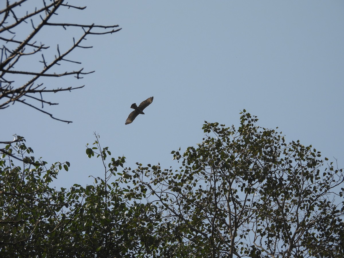 Aigle huppé - ML647816981