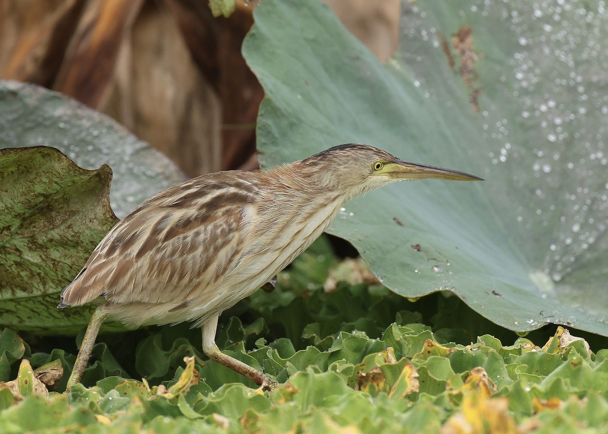 Blongios de Chine - ML647816983