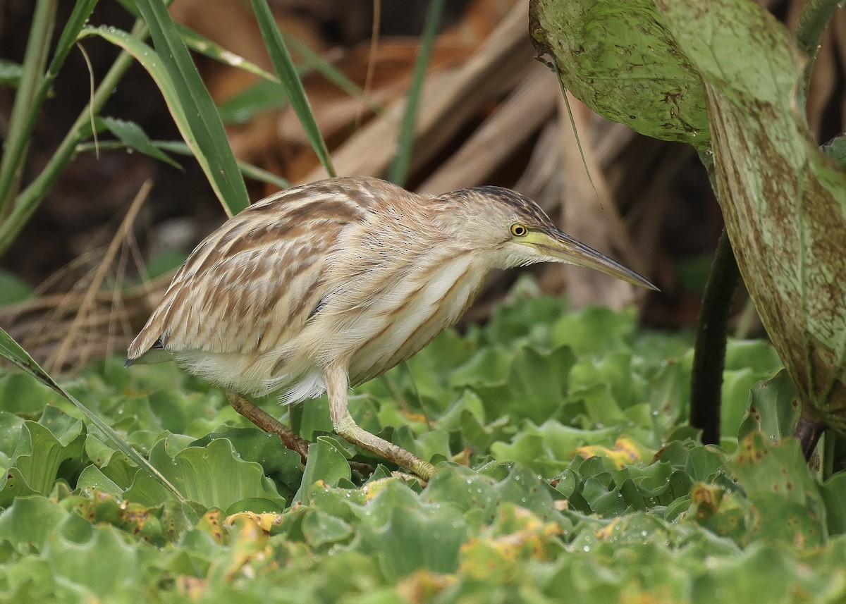 Blongios de Chine - ML647816984
