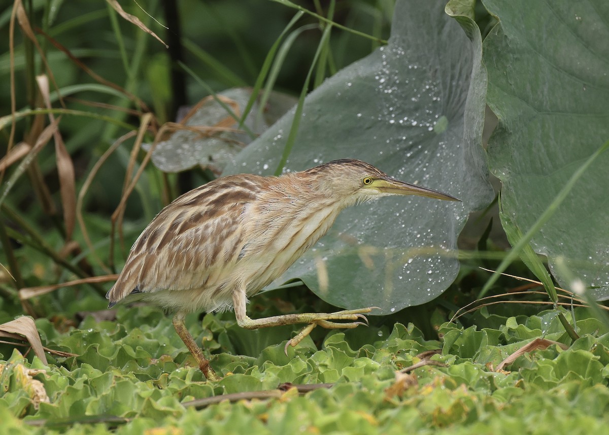 Blongios de Chine - ML647816985