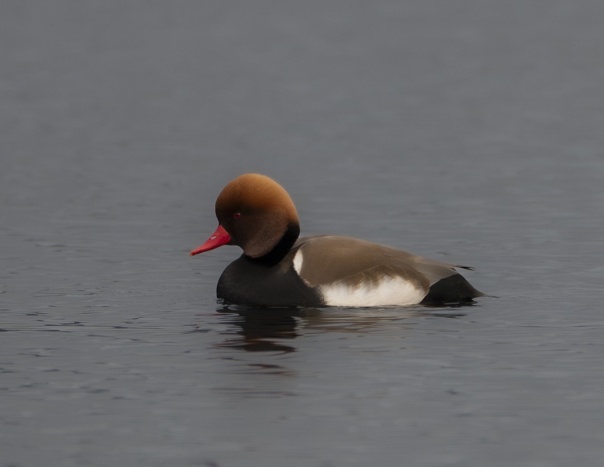 Nette rousse - ML647816986