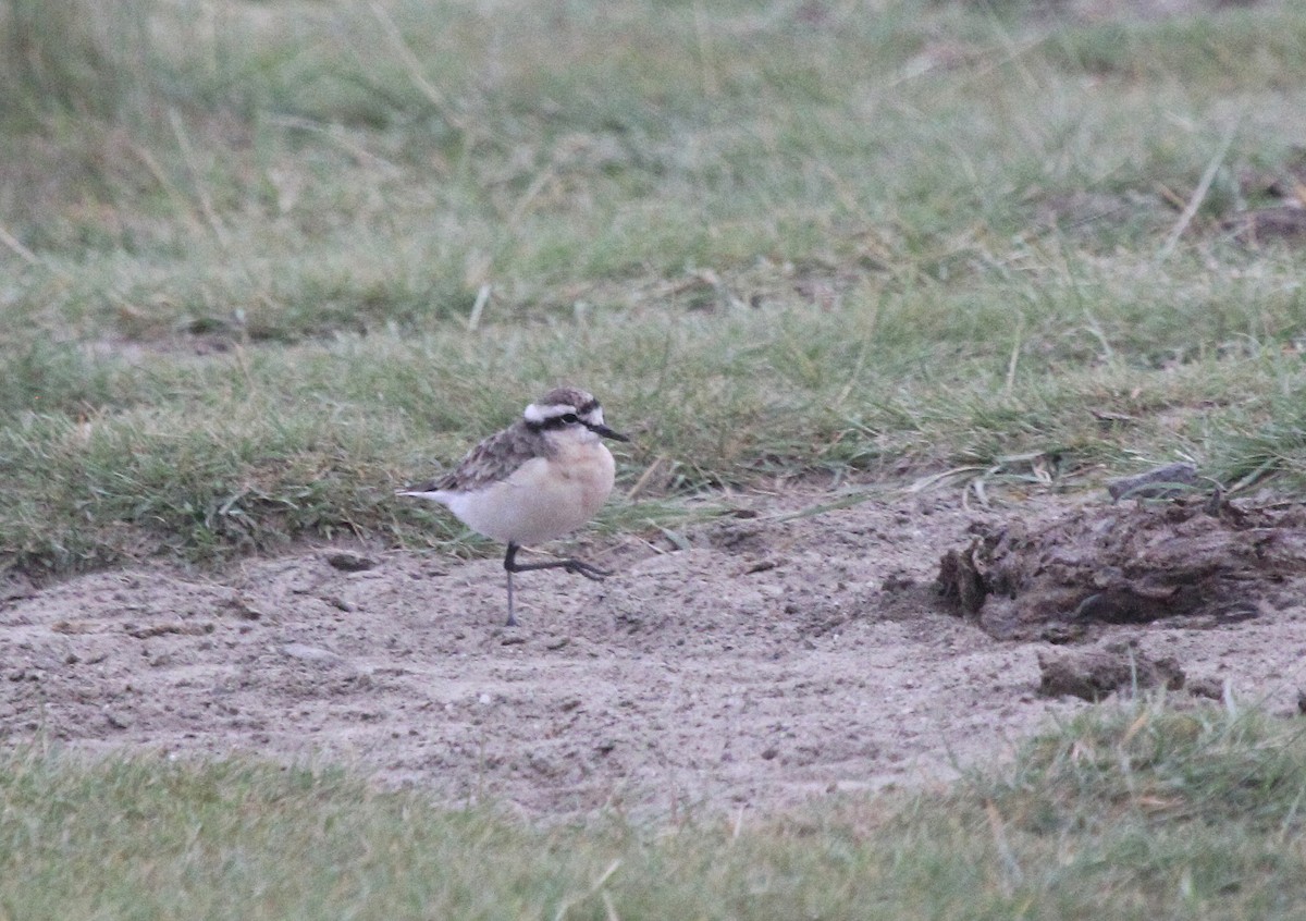 Pluvier pâtre - ML647816988