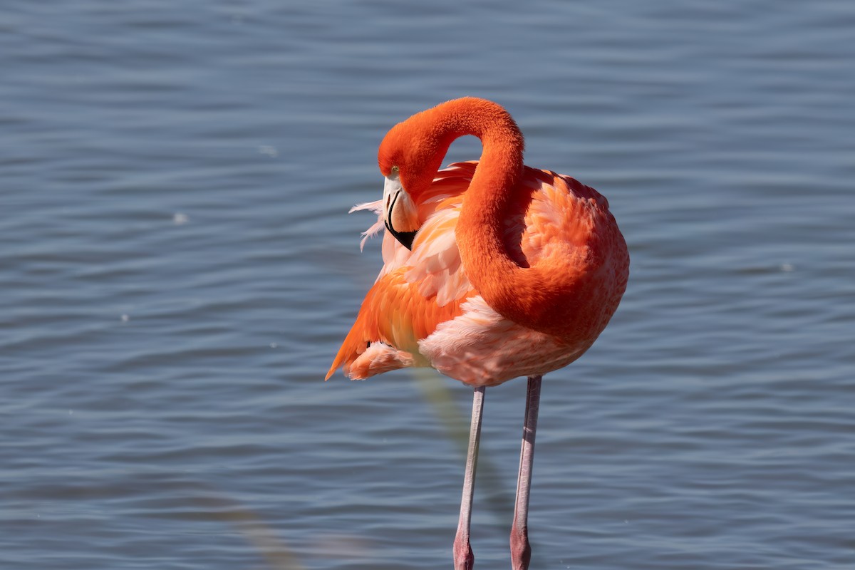 Flamant des Caraïbes - ML647816989