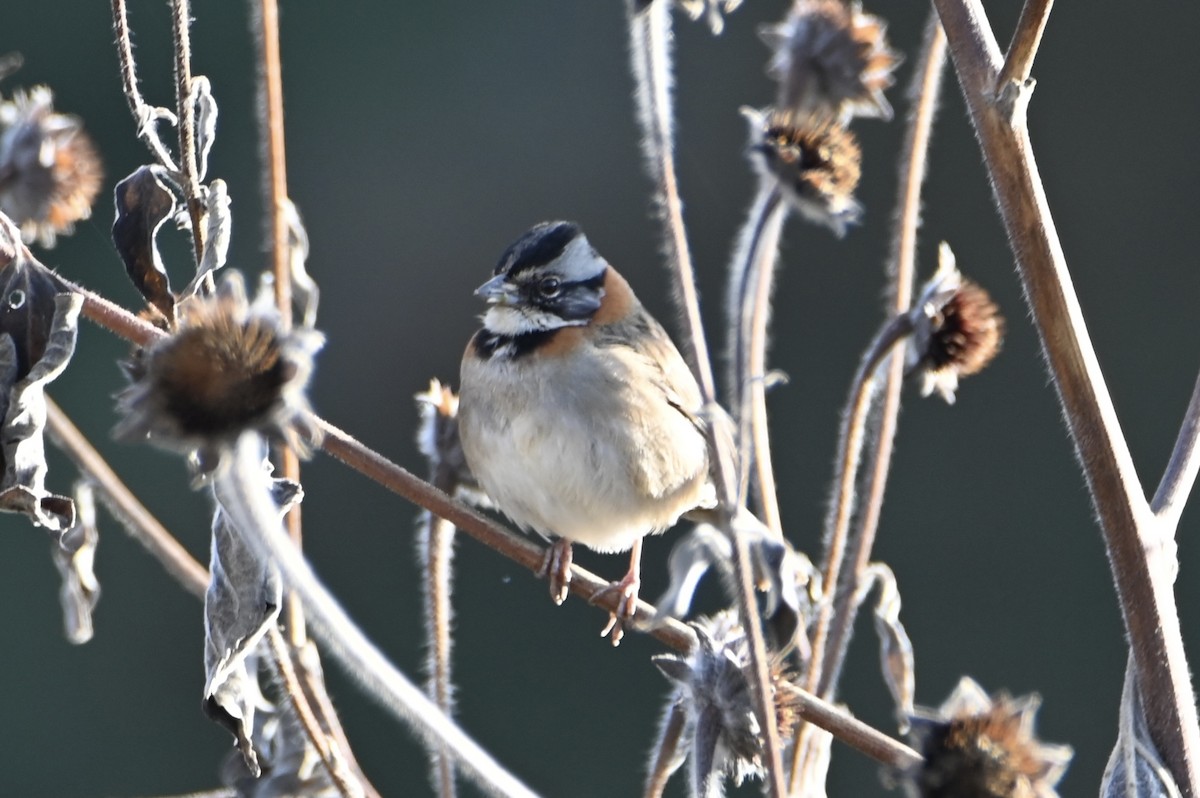 Bruant chingolo - ML647816990