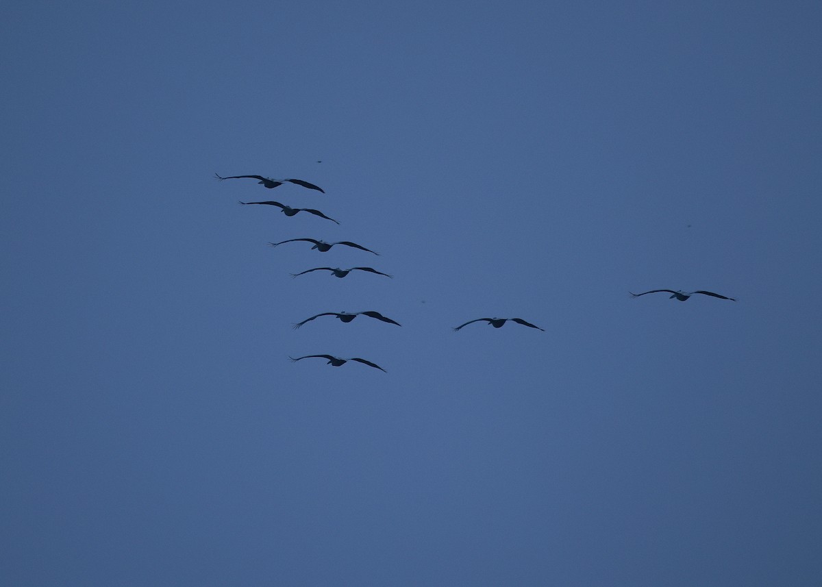 Pélican à bec tacheté - ML647816991