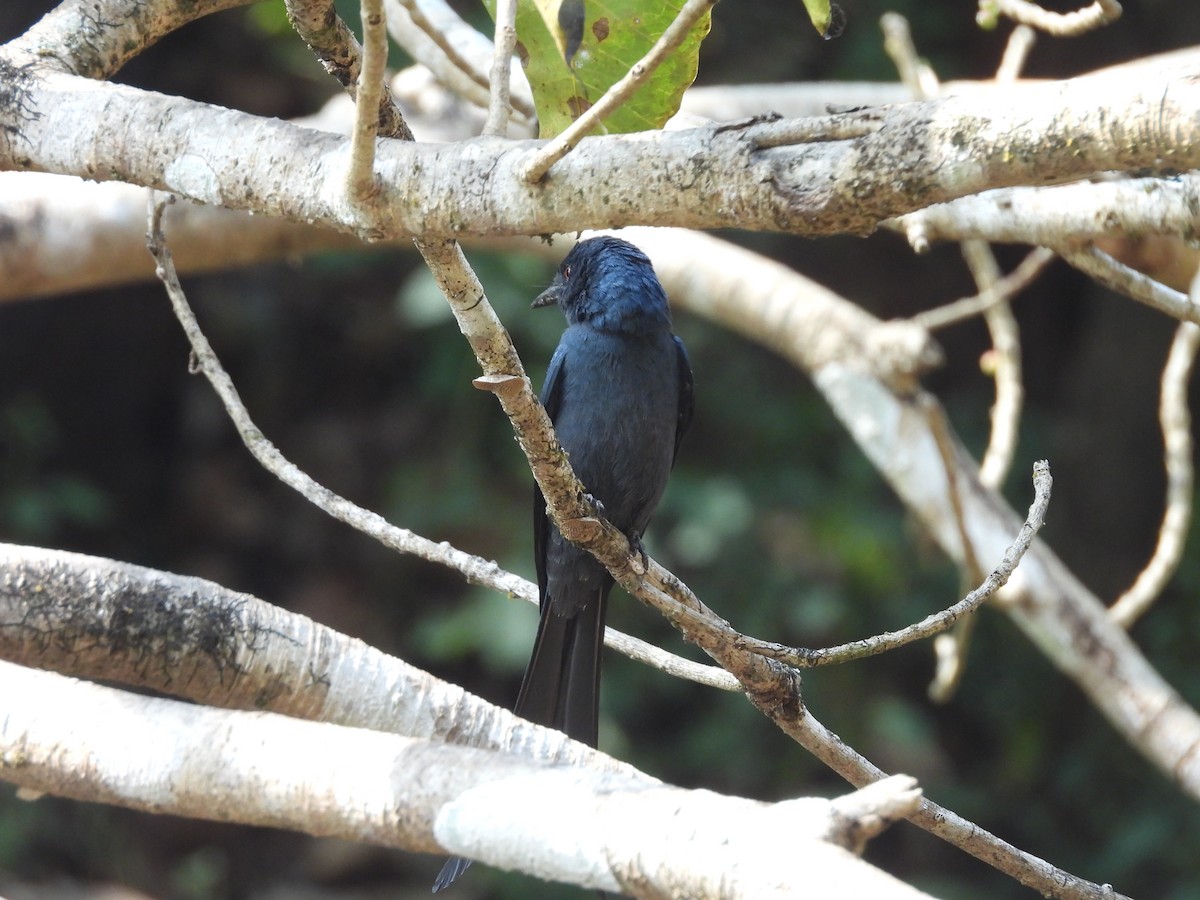 Drongo cendré - ML647816992