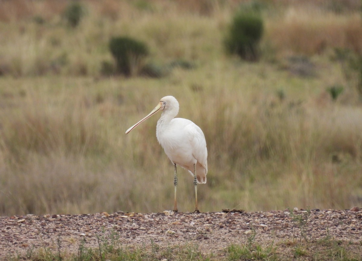 Spatule à bec jaune - ML647816996