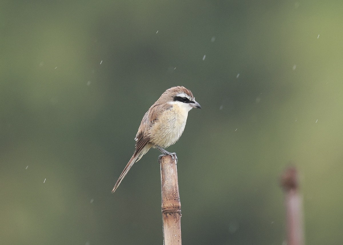 Pie-grièche brune - ML647816999