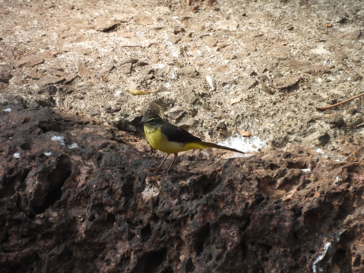 Bergeronnette des ruisseaux - ML647817000