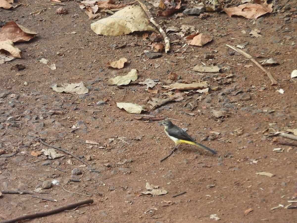 Bergeronnette des ruisseaux - ML647817001