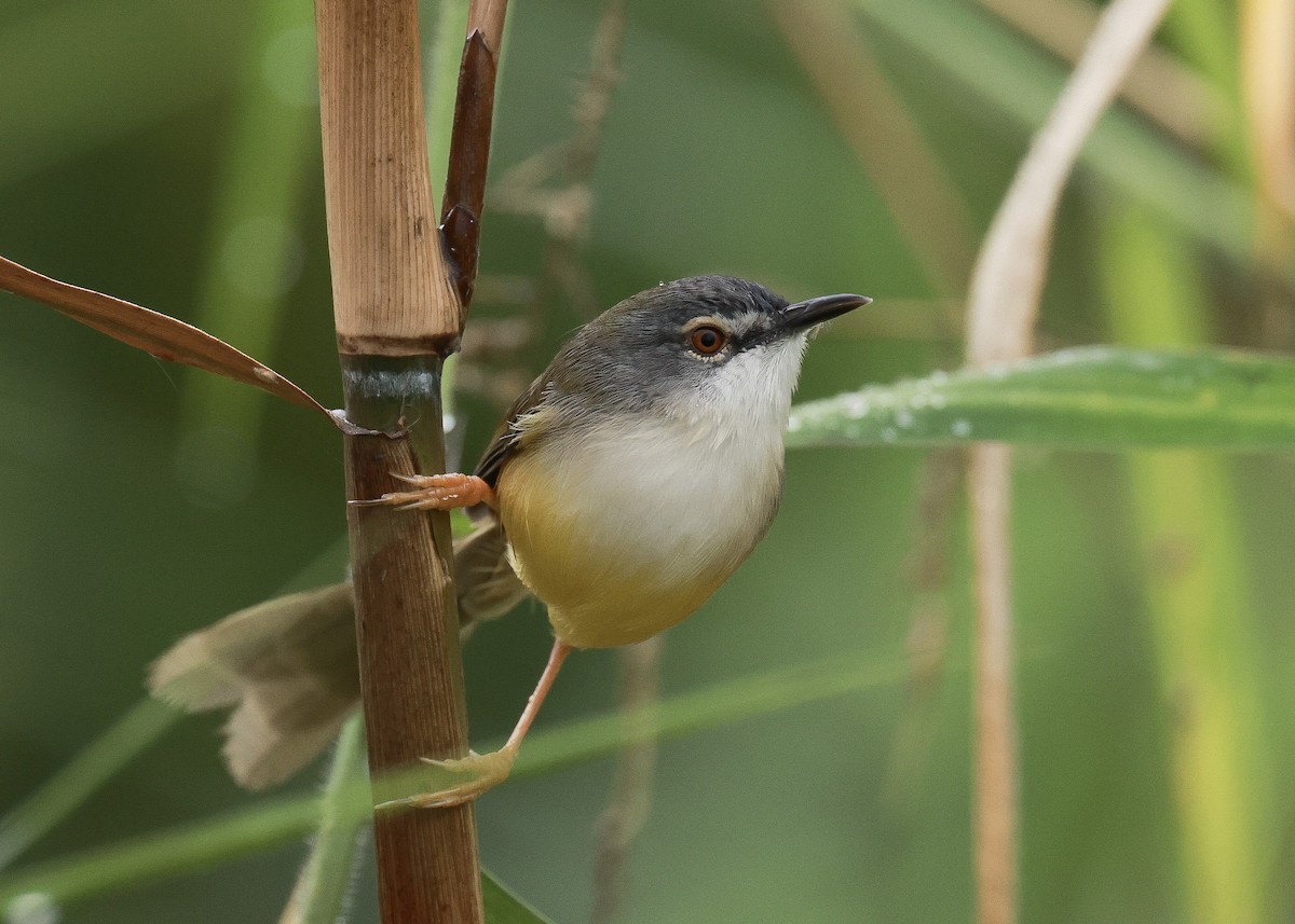 Prinia à ventre jaune - ML647817003