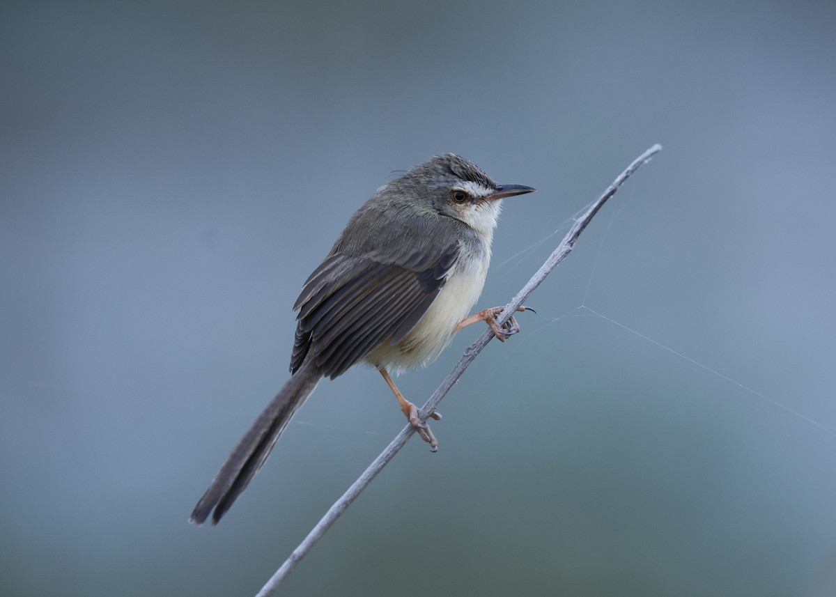 Prinia simple - ML647817004