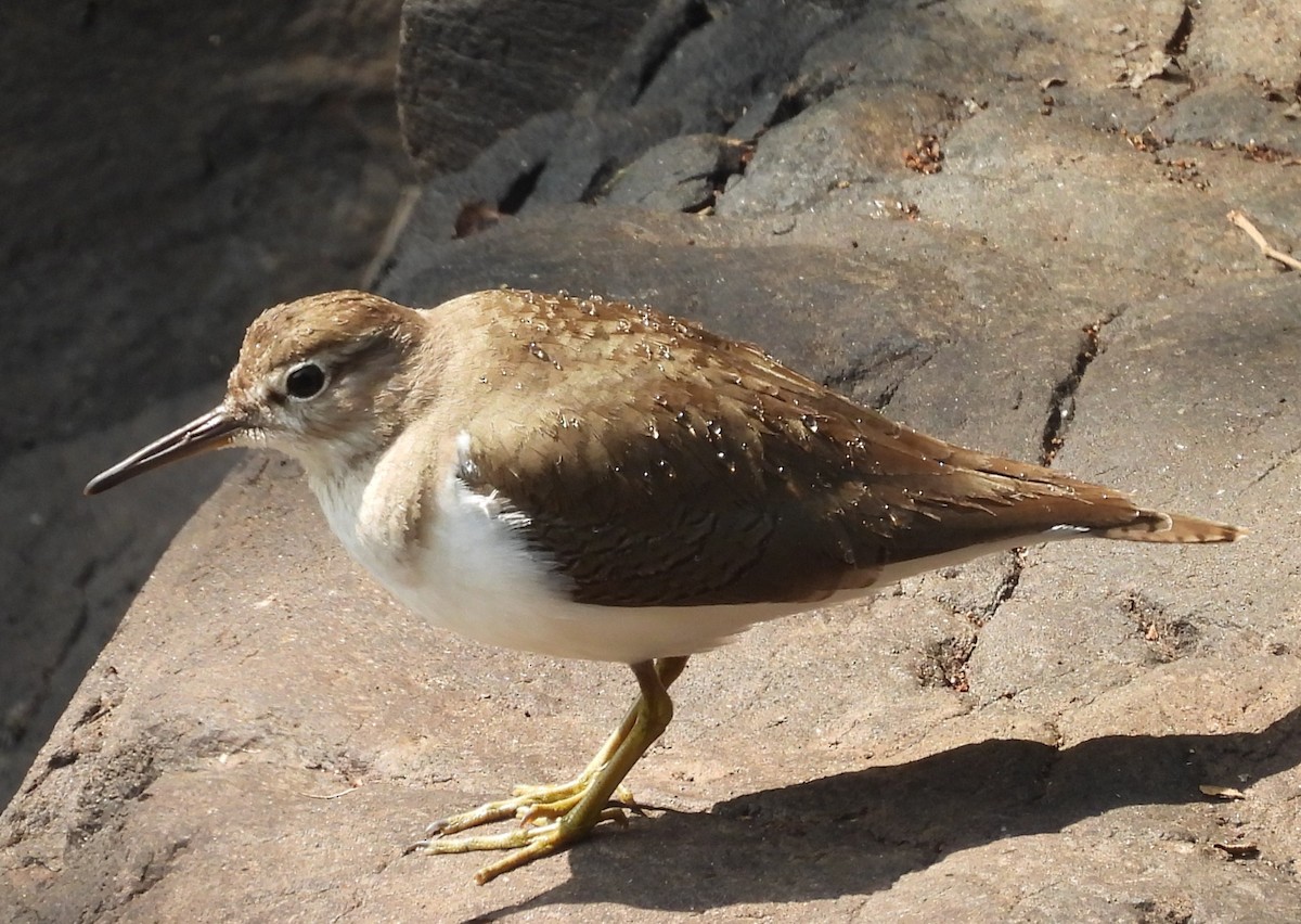 Chevalier guignette - ML647817005
