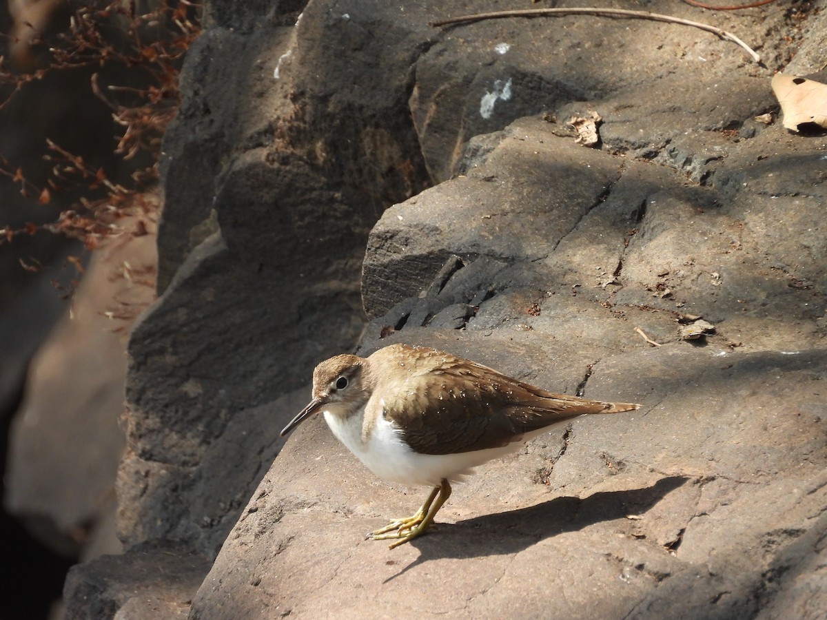 Chevalier guignette - ML647817006