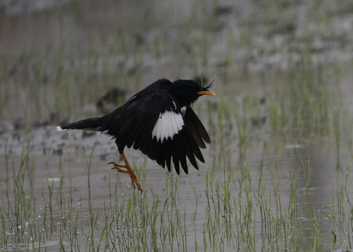 Grand Martin - ML647817007