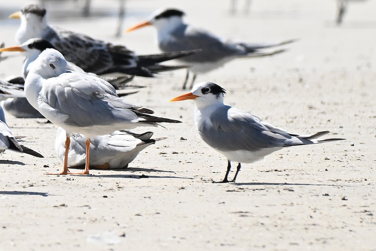 Sterne voyageuse - ML647817008