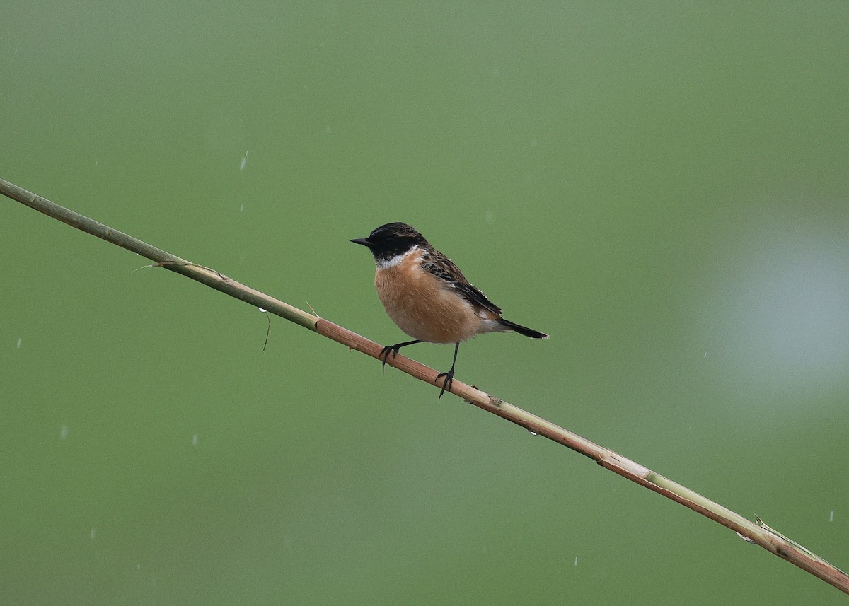 Tarier de Stejneger - ML647817009