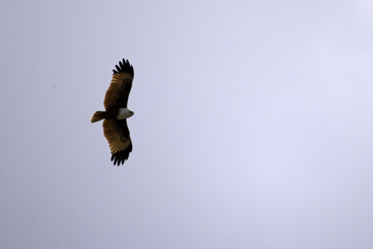 Milan sacré - ML647817010