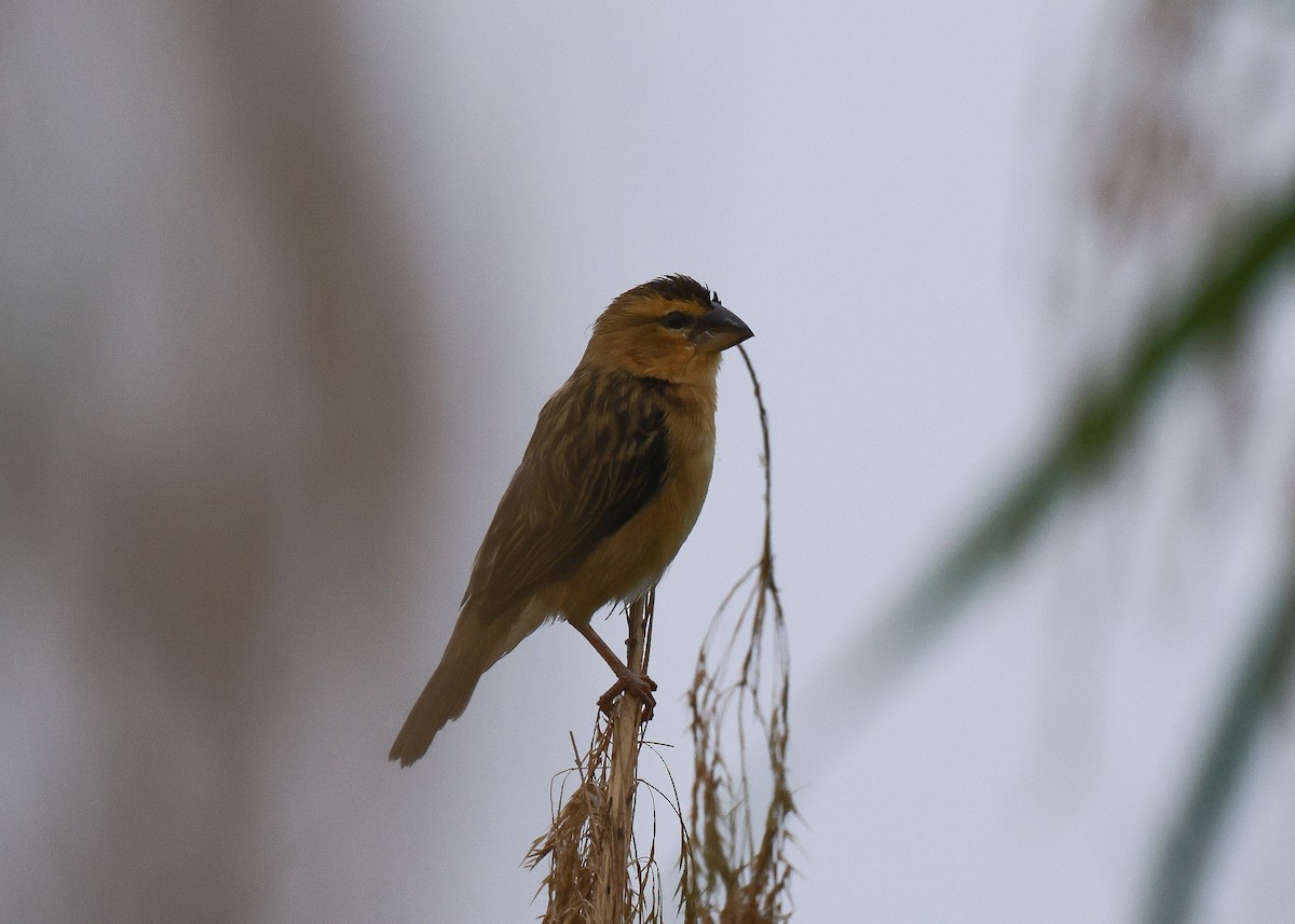 Tisserin doré - ML647817015