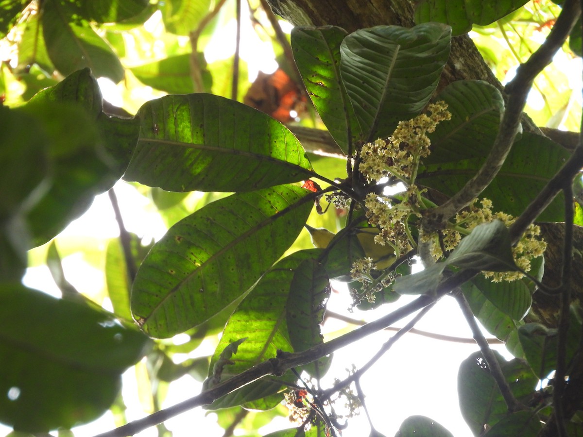 Petit Iora - ML647817016