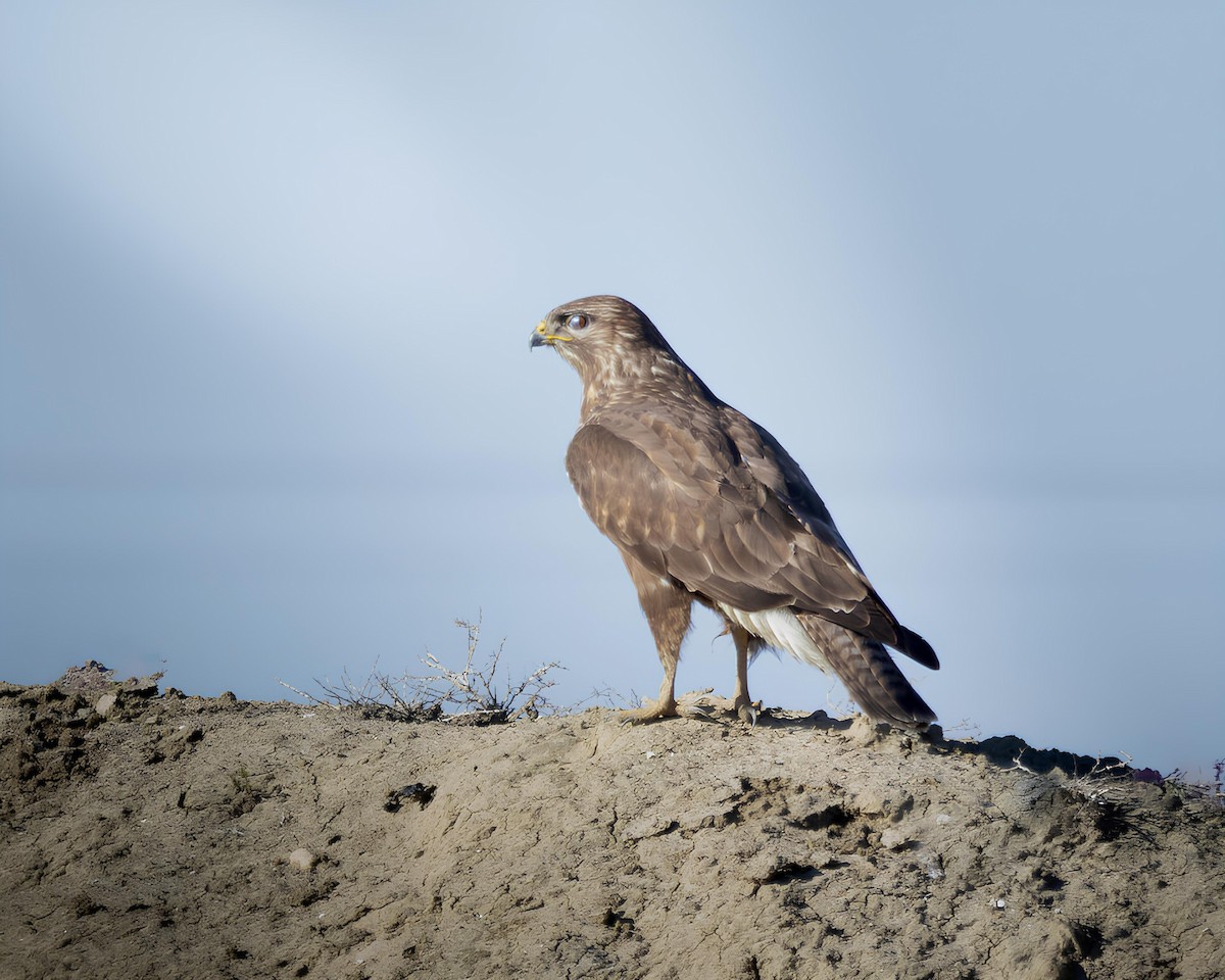 Buse variable - ML647817017