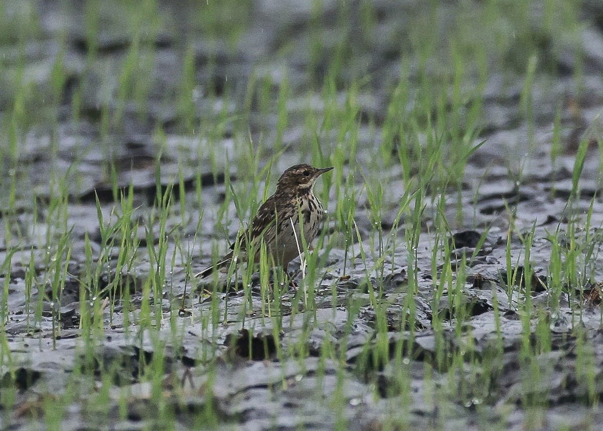 Pipit à gorge rousse - ML647817019