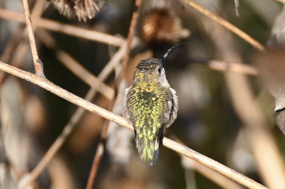 Рубиновогорлый колибри - ML647817026