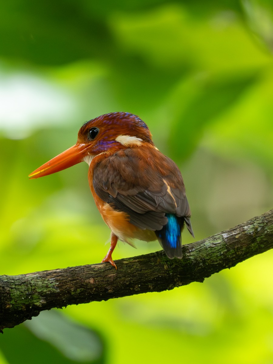 Sulawesi Dwarf-Kingfisher - ML647817046