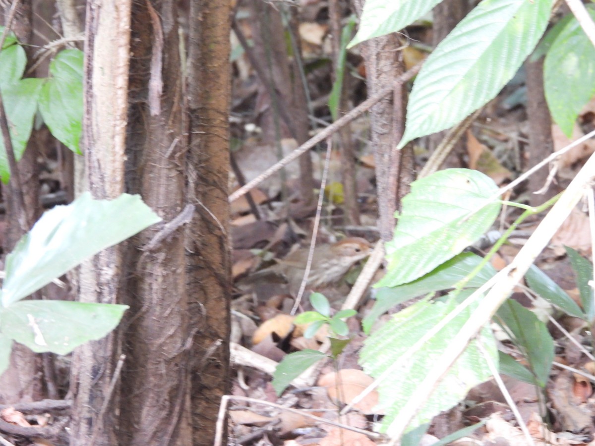 Puff-throated Babbler - ML647817047