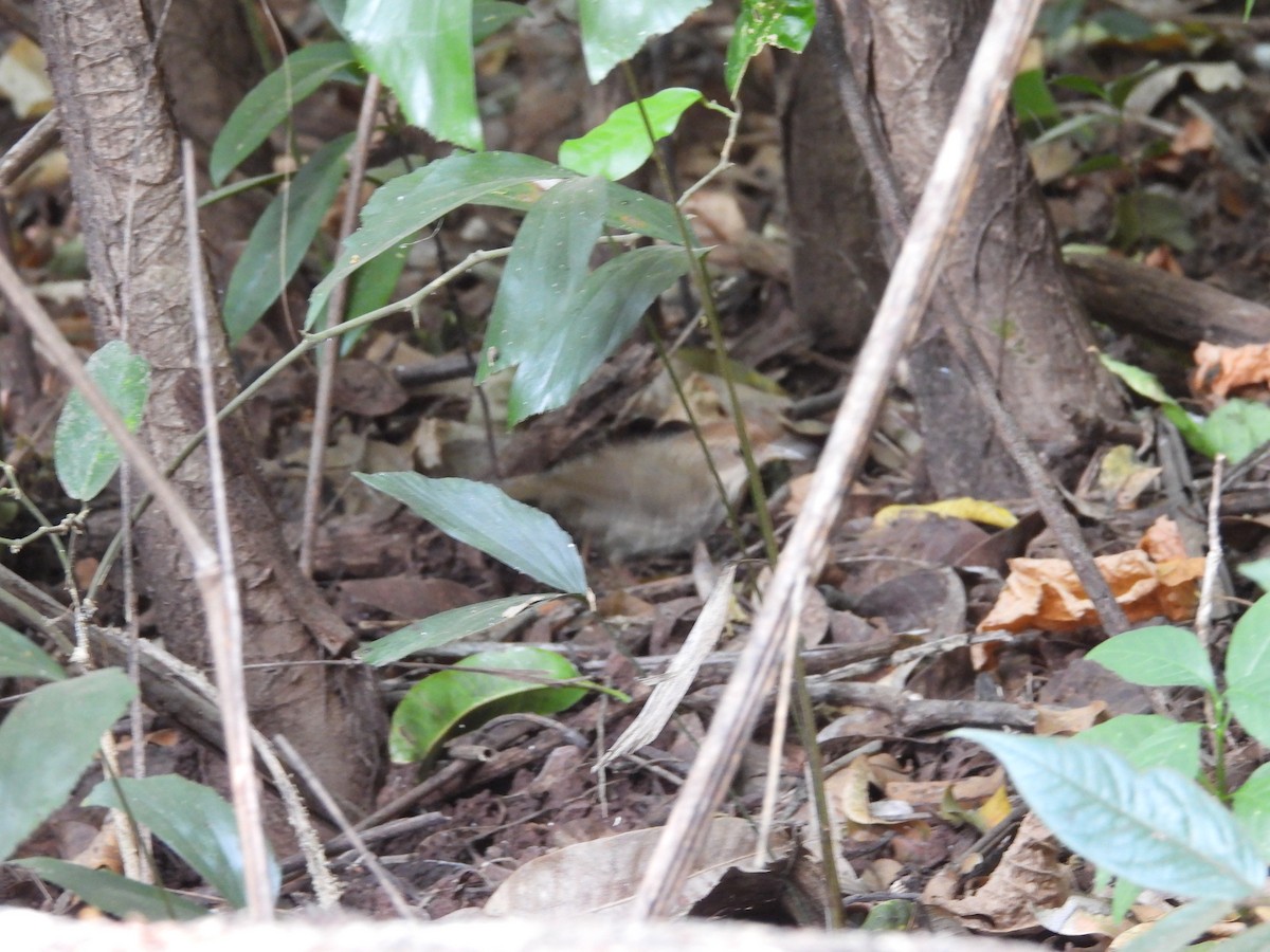 Puff-throated Babbler - ML647817048