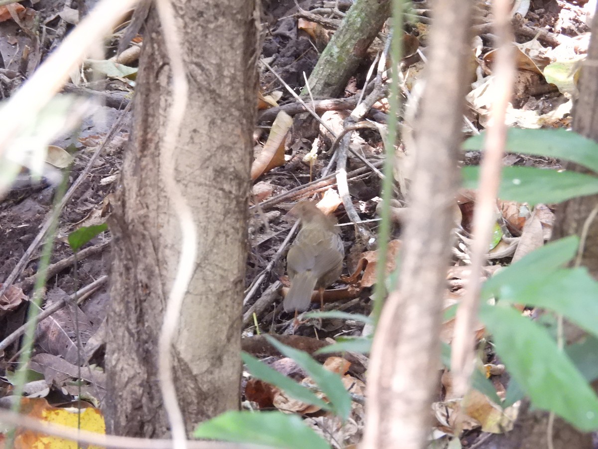 Puff-throated Babbler - ML647817049